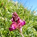 eine weitere filigrane Blume