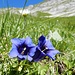 ... an nach wie vor prächtigen Alpenblumen vorbei ...