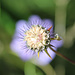 Abgeblüht vor blauer Blume