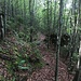 Schattiger Waldweg; nicht zu steil.