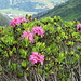 rose delle alpi ..e Val d'Acletta