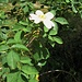 Rosa canina L.<br />Rosaceae<br /><br />Rosa selvatica comune.<br />Rosier des chiens.<br />Hunds-Rose.