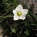 Parnassia palustris L.<br />Celastraceae (incl. Saxifragaceae)<br /><br />Parnassia.<br />Parnassie des marais.<br />Sumpf-Herzblatt.  <br /><br />
