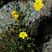 Geum montanum L.<br />Rosaceae<br /><br />Cariofillata montana.<br />Benoite des montagnes.<br />Berg-Nelkenwurz.