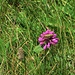 Stachys pradica (Zanted.) Greuter & Pignatti<br />Lamiaceae<br /><br />Betonica densiflora.<br />Betoine des Alpes.<br />Alpen-Betonie