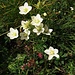 Parnassia palustris L.<br />Celastraceae (incl. Saxifragaceae)<br /><br />Parnassia.<br />Parnassie des marais.<br />Sumpf-Herzblatt.
