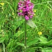 Stachys pradica (Zanted.) Greuter & Pignatti<br />Lamiaceae<br /><br />Betonica densiflora.<br />Betoine des Alpes.<br />Alpen-Betonie.