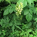 Aconitum altissimum Mill.<br />Ranunculaceae<br /><br />Aconito giallo.<br />Aconit tue-loup.<br />Gewoehnlicher Gelb-Eisenhut.<br />