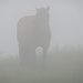 (Nebel)pferd