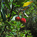 Früchte des Westlichen Erdbeerbaums (Arbutus unedo) / frutti