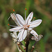Elba blüht: Röhriger Affodill (Asphodelus fistulosus) / L`elba in fiore