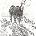 <b>Maschio di camoscio all'epoca degli amori, opera del grande disegnatore della natura Robert Hainard (1906 Ginevra - 1999 Gland) il 10.11.1948.</b>