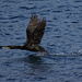 Kormoran beim Start / decollo del bel cormorano