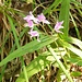 Orchidee - ähnlich unserem Waldvöglein