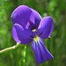Viola del Monte Capanne (Viola corsica ilvensis), Esclusivo endemismo vegetale del Monte Capanne / Wachsen nur auf den Hängen des Monte Capanne