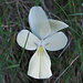 Viola del Monte Capanne (Viola corsica ilvensis), Esclusivo endemismo vegetale del Monte Capanne / Sie wachsen nur auf den Hängen des Monte Capanne