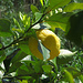 Zitronenbaum, Citrus limon, beim / Limone al Agricoop Terre del Granito in Vallebuia