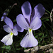 Viola del Monte Capanne (Viola corsica ilvensis), Esclusivo endemismo vegetale del Monte Capanne / Sie wachsen nur auf den Hängen des Monte Capanne 
