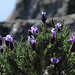 Schopf-Lavendel unter dem Gipfel des Monte Capanne, Lavandula stoechas so schön! / Quanto è bella la lavanda sotto la cima del Monte Capanne!