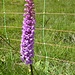 eine Orchidee (Gymnadenia conopsea / Gewöhnliche Mücken-Händelwurz)