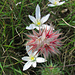 Stern-Klee, Trifolium stellatum mit Dolden-Milchstern, Ornithogalum umbellatum