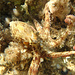 Piccolo polpo, Octopus vulgaris, kleiner Gemeiner Krake