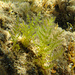 Grünalge, Kugel-Caulerpa, Caulerpa racemosa, Alga