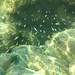 Unterwasserwelt bei Laconella / Il mondo sott`acqua vicino a Laconella