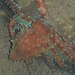 [http://f.hikr.org/files/2111705.jpg Octopus macropus, Langarmiger Krake, Polpessa]