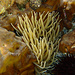 Seeanemone II / Anemone di mare