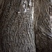 Detailaufnahme von einem Baumstamm.