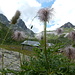 "wilde" Blumen wie wilde Gipfel über der Alp Campolungo