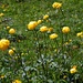 Blumenmeer