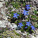 Spring gentian at nearly 3100 m - is that really possible?