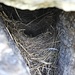 <b>Ho anche la fortuna di vedere nel muro perimetrale del rifugio, ad altezza d’uomo, un nido di codirosso con i piccoli in attesa dell’imboccata. </b>