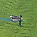 Ente im Sächserseeli auf 2100m