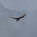 ein Falke steht in der Luft