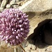 Eine weitere kugelförmige Blume, hier vor einer Hippie-Höhle.