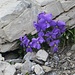 Alpen-Hornveilchen (Viola calcarata), auch Langsporniges Veilchen genannt, siehe Wikipedia