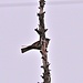 Zippammer (Emberiza cia)