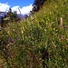 Überall überaus blumenreiche Wiesen.