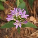 Glockenblume