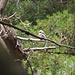Rätselvogel (juvenil)