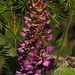 Orchidee