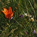 Feuerlilie
