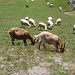 Ob da mal ein Steinbock mitmischte