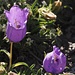 Glockenblumen