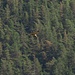 Schlangenadler