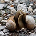 Schneckenbalz