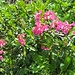 Alpenrose, klar, aber ob bewimpert (Rhododendron hirsutum) oder rostblättrig (Rhododendron ferrugineum), das weiß ich nicht